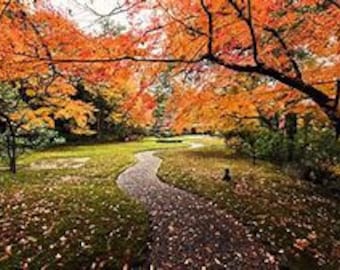 Fall Lane Counted Cross Stitch Pattern, Scenic Cross Stitch, Nature Cross Stitch, Autumn Cross Stitch – PDF Download