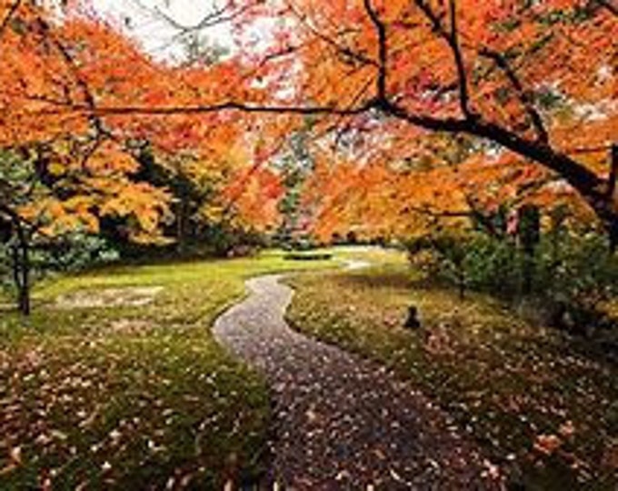 Fall Lane Counted Cross Stitch Pattern, Scenic Cross Stitch, Nature Cross Stitch, Autumn Cross Stitch – PDF Download