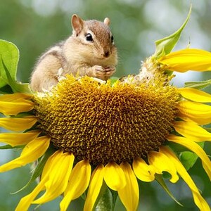 May include: A small brown chipmunk sits on a large yellow sunflower. The sunflower has many petals and a large, round centre.