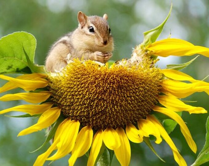 Adorable Chipmunk with Sunflower Cross Stitch Pattern, Nature Cross Stitch Pattern, Fall Cross Stitch Pattern – PDF Download