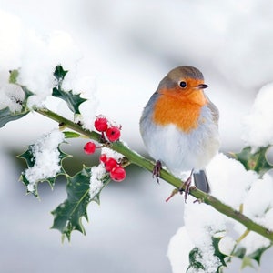 Schema punto croce uccello su agrifoglio, punto croce invernale, punto croce festivo, punto croce natura – Download PDF