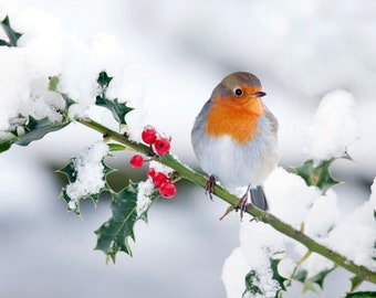 Bird on Holly Counted Cross Stitch Pattern, Winter Cross Stitch, Holiday Cross Stitch, Nature Cross Stitch – PDF Download