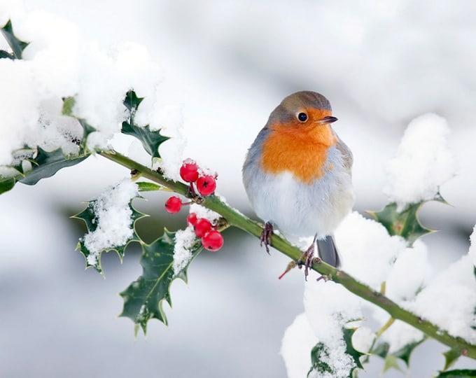 Bird on Holly Counted Cross Stitch Pattern, Winter Cross Stitch, Holiday Cross Stitch, Nature Cross Stitch – PDF Download