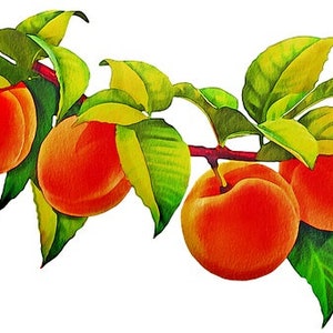 Peaches on Branch Cross Stitch Pattern, Kitchen Food Decor (PDF Download)