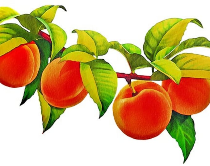 Peaches Counted Cross Stitch Pattern, Fruit Cross Stitch Pattern, Kitchen Cross Stitch Pattern, Food Cross Stitch Pattern – PDF Download