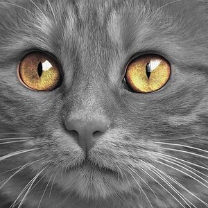 Cat Eyes Counted Cross Stitch Pattern, Animal Counted Cross Stitch Pattern, Cute Counted Cross Stitch Pattern – PDF Download