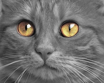 Cat Eyes Counted Cross Stitch Pattern, Animal Counted Cross Stitch Pattern, Cute Counted Cross Stitch Pattern – PDF Download