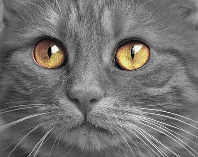Cat Eyes Counted Cross Stitch Pattern, Animal Counted Cross Stitch Pattern, Cute Counted Cross Stitch Pattern – PDF Download