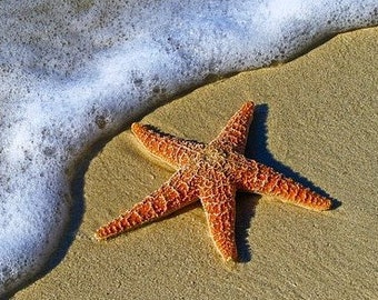 Starfish Counted Cross Stitch Pattern, Nautical Counted Cross Stitch Pattern, Beach Counted Cross Stitch,  Ocean Cross Stitch – PDF download