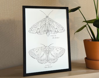 Black and white ink Moth Print, Printable line art, Downloadable wall art, minimal contemporary home decor, mid-century modern decor | Moths