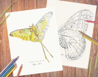 4 Magical Moth coloring pages, PRINTABLE Adult Coloring book | hand drawn ink Wall Art | Butterfly, garden insects, Entomology, Homeschool