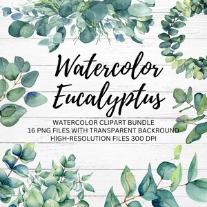 Eucalyptus Clip Art, Eucalyptus Leaves, Eucalyptus PNG, Botanical Clipart, Watercolor Wedding Clipart