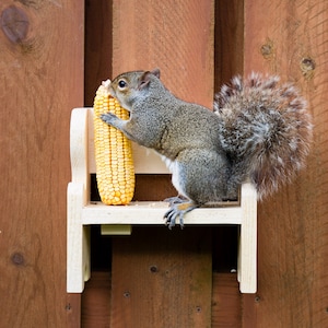 May include: A gray squirrel sits on a small wooden bench, eating a yellow ear of corn. The bench is mounted on a wooden fence.