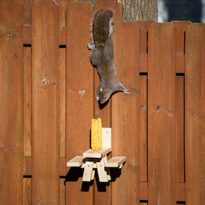 May include: A gray squirrel hangs upside down on a brown wooden fence, reaching for a corn cob on a small wooden picnic table-style feeder. The feeder is attached to the fence. The image is well-lit.