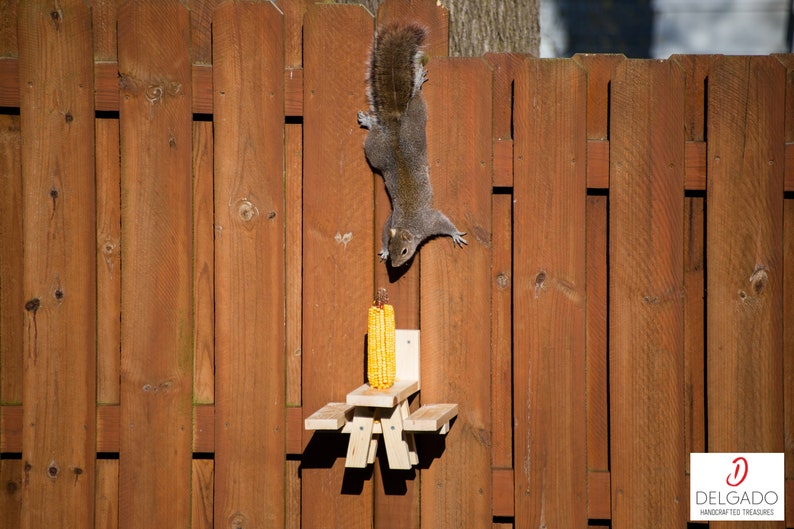 May include: A gray squirrel hangs upside down on a brown wooden fence, reaching for a corn cob on a small wooden picnic table-style feeder. The feeder is attached to the fence. The image is well-lit.