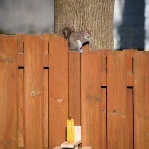 May include: A gray squirrel sits on a wooden fence, eating. A miniature picnic table feeder with a corn cob is attached to the fence. The fence is made of vertical wooden planks. The tree trunk is in the background.
