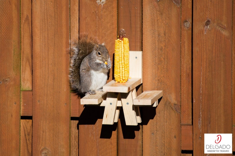 May include: A gray squirrel eating corn on a miniature wooden picnic table feeder attached to a brown wooden fence. The feeder has a backrest and two side benches. A full ear of yellow corn sits on the table.