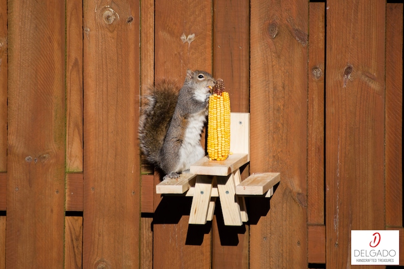 May include: A gray squirrel eats corn on a miniature wooden picnic table feeder attached to a brown wooden fence. The feeder has a small table and benches. The corn is yellow and the fence is made of vertical wooden planks.