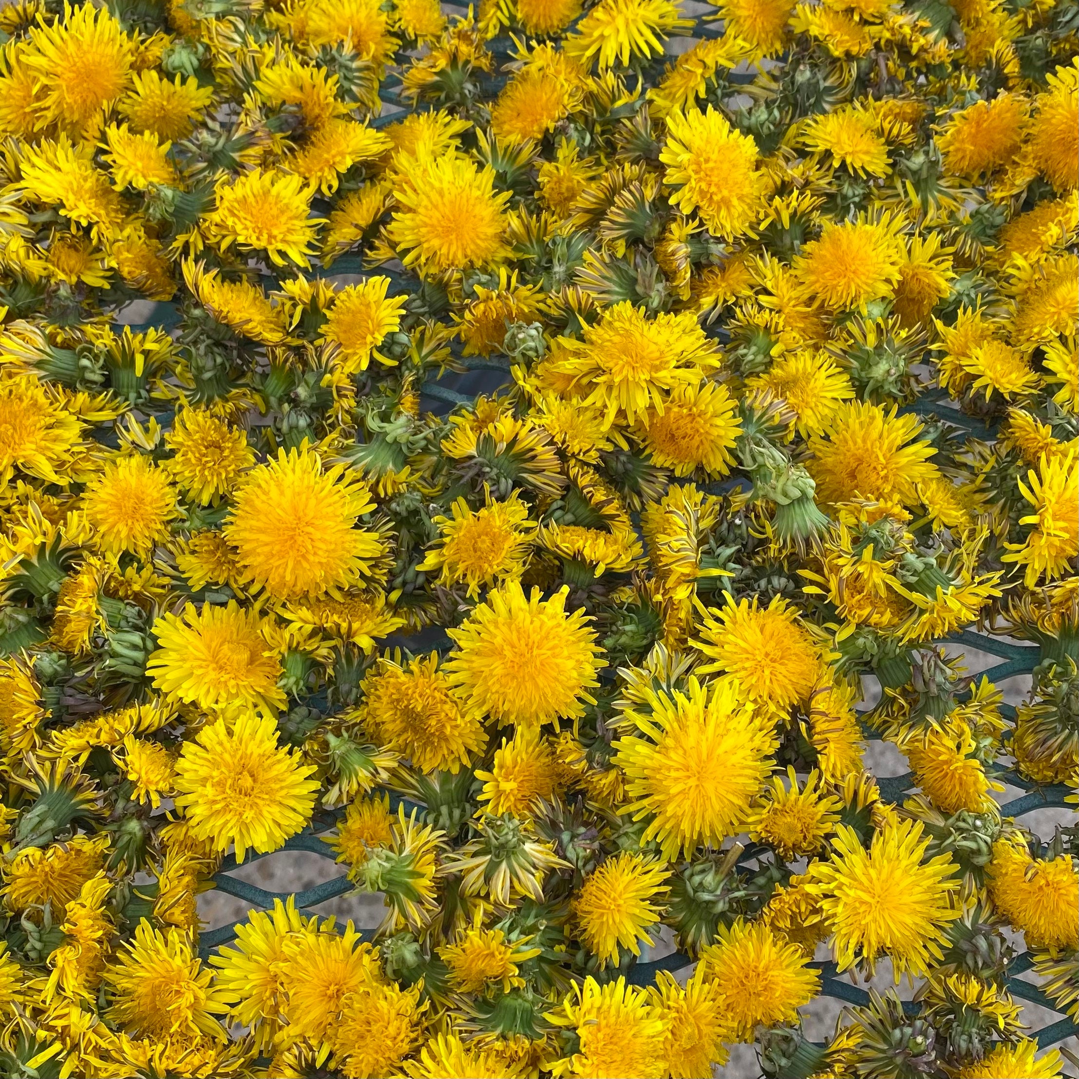 Dried Dandelion flowers Large Bag Natural Organic 1oz 2oz ...