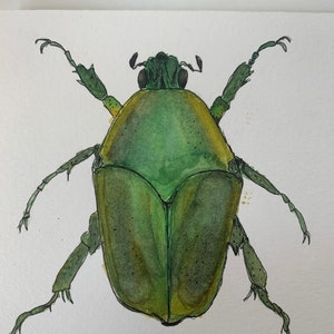 Custom Watercolor Insect Art