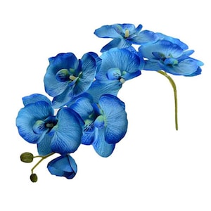 Blue Butterfly Orchid