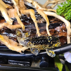 May include: A close-up of a bonsai tree with exposed roots and a small, clear, decorative fish with gold flakes inside. The fish is resting on a dark, textured surface, with green foliage in the background.