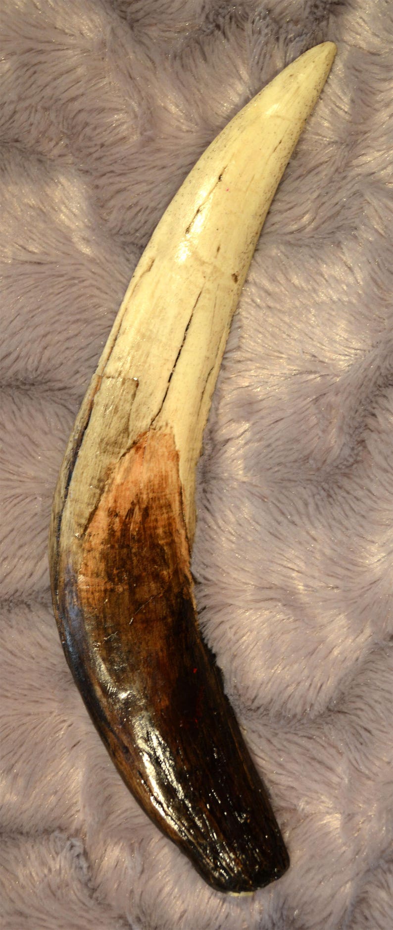 Pair of sabertoothed tiger canine Smilodon fatalis molding Etsy