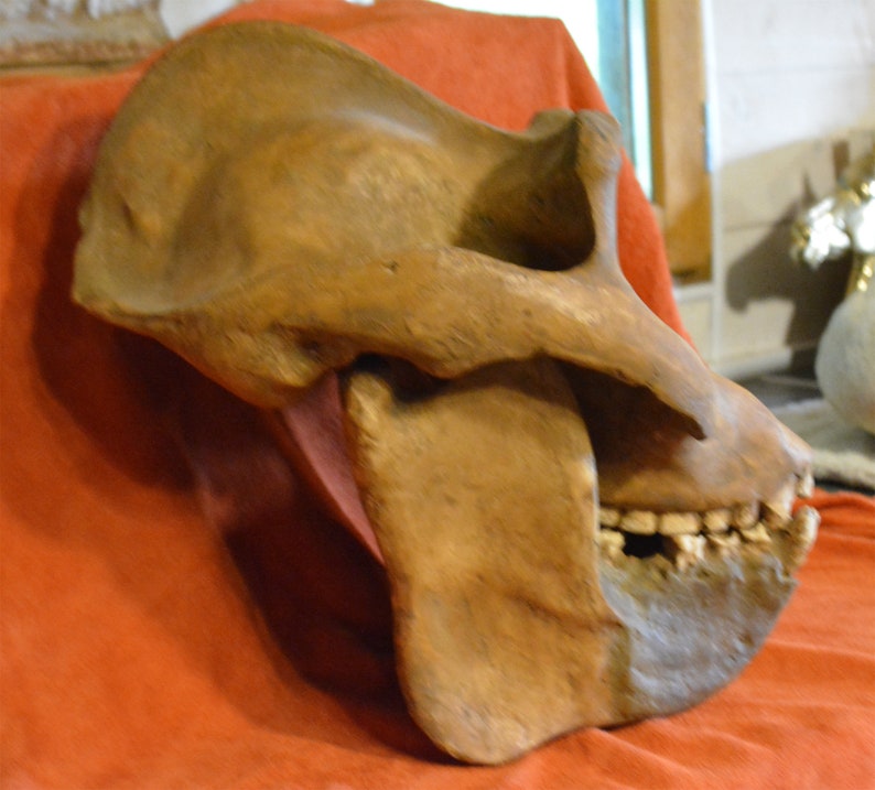 Reproduction of the Skull of GIGANTOPITHECUS Blacki Etsy