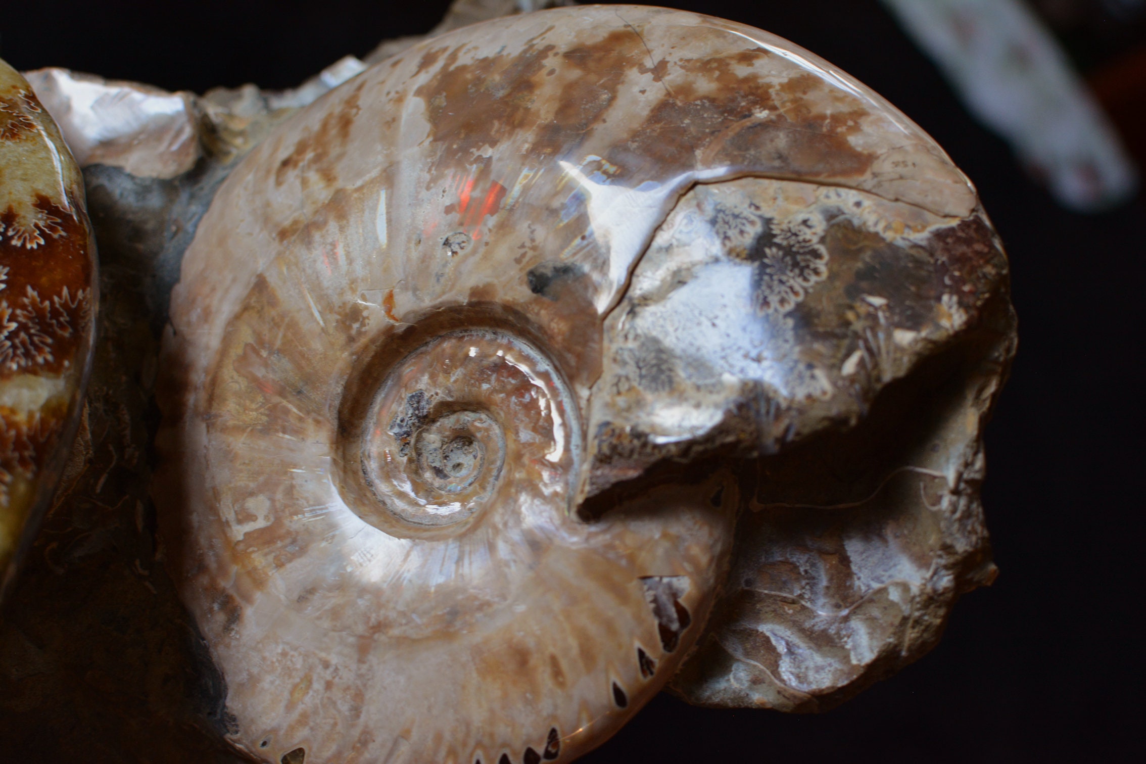 Bloc Totem D'ammonites
