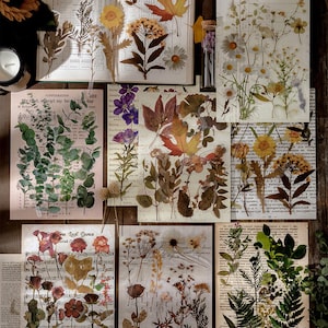 Grandes pegatinas transparentes de plantas y flores: margaritas, hojas, helechos, eucaliptos y plantas.