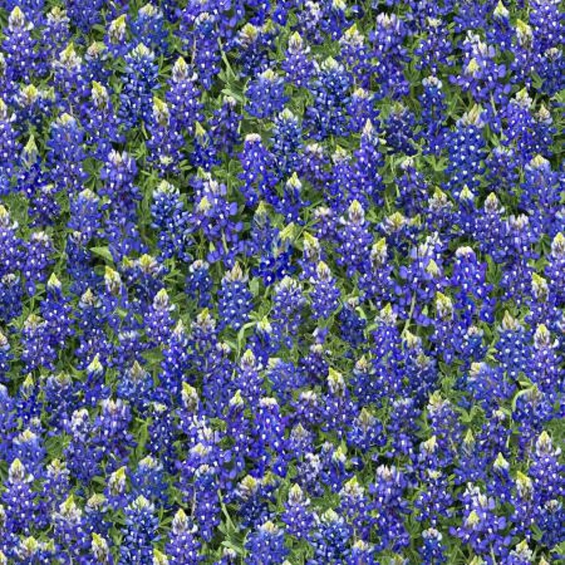 Timeless Treasures Blue Bonnets Fabric by the Yard, Fleur-C7572 Blue 100% Cotton image 1