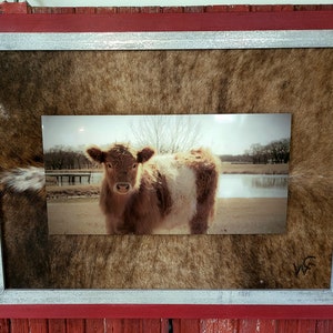 May include: A framed photograph of a brown and white calf standing in a field with a pond in the background. The frame is made of wood and has a brown leather-like border.
