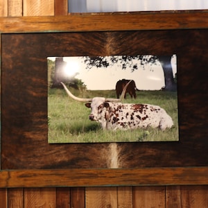 May include: A framed photograph of a white and brown longhorn cow lying in a grassy field. The cow has long horns and is looking to the right. The photo is framed in a rustic wooden frame with a brown and black background.