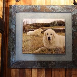 May include: A framed photograph of two white dogs in a field. The dogs are lying down and looking at the camera. The frame is distressed wood with a blue and green paint finish.