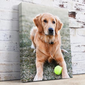 May include: A canvas print featuring a Golden Retriever dog with a light brown coat, sitting on grass. A bright yellow tennis ball rests near the dog's paws. The dog is looking directly at the viewer.