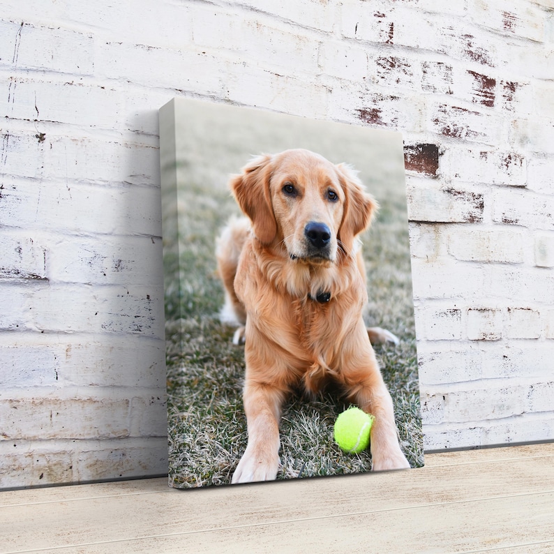 May include: A canvas print featuring a Golden Retriever dog with a light brown coat, sitting on grass. A bright yellow tennis ball rests near the dog's paws. The dog is looking directly at the viewer.
