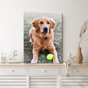 May include: A canvas print featuring a Golden Retriever dog lying on grass with a tennis ball. The dog has golden fur and is looking directly at the viewer. The tennis ball is bright yellow-green.