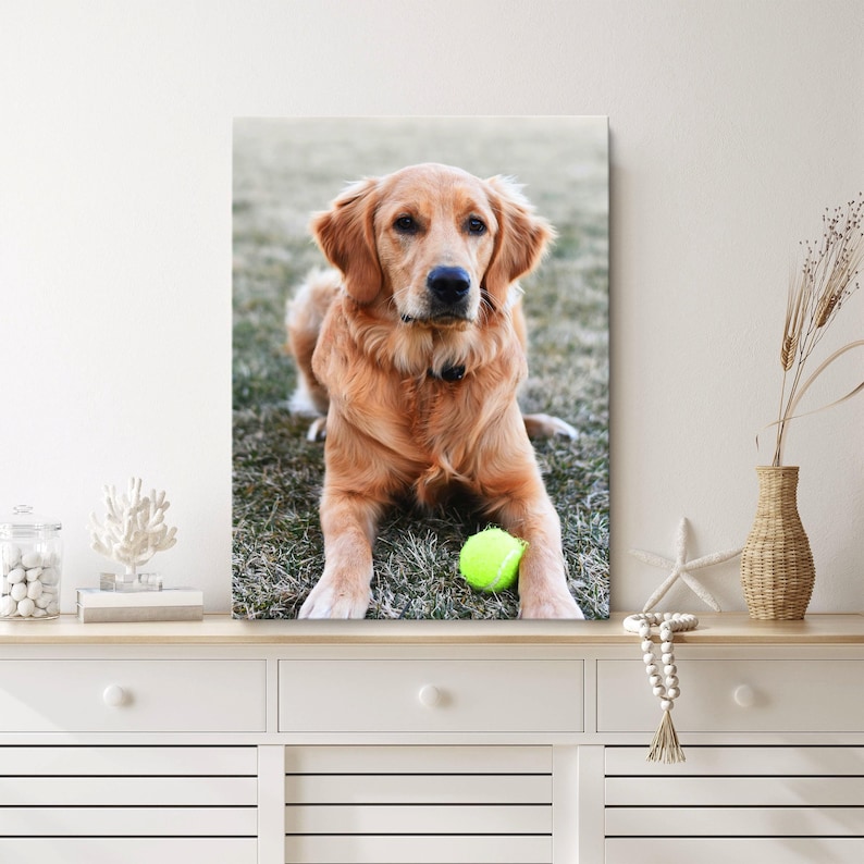 May include: A canvas print featuring a Golden Retriever dog lying on grass with a tennis ball. The dog has golden fur and is looking directly at the viewer. The tennis ball is bright yellow-green.