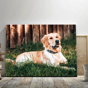 May include: A canvas print featuring a Golden Retriever dog lying in green grass. The dog has light brown fur and a black collar. The background includes a wooden fence. The print is displayed on a wooden surface.
