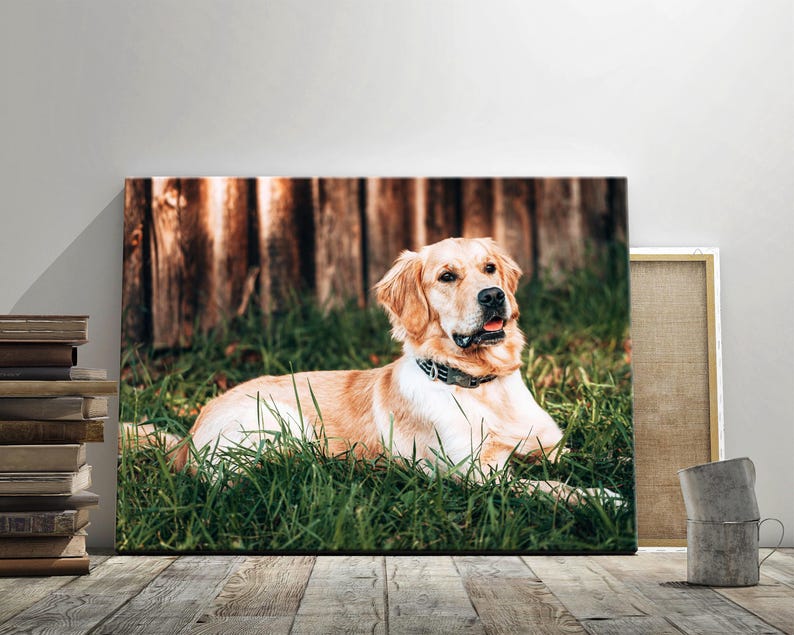 May include: A canvas print featuring a Golden Retriever dog lying in green grass. The dog has light brown fur and a black collar. The background includes a wooden fence. The print is displayed on a wooden surface.