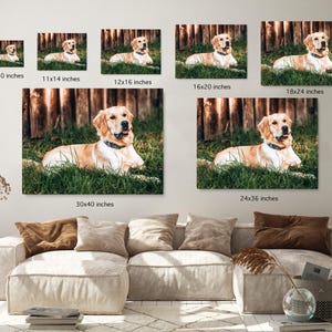 May include: A golden retriever dog portrait displayed as wall art in various sizes, from 8x10 inches to 30x40 inches. The dog is lying in green grass with a wooden fence background. The dog is wearing a black collar.