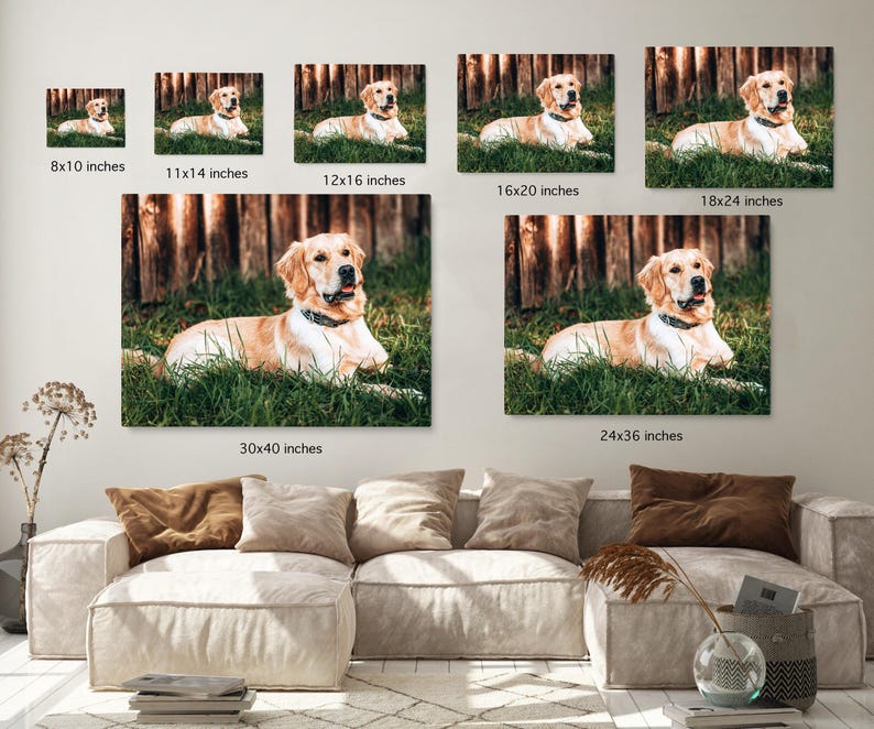 May include: A golden retriever dog portrait displayed as wall art in various sizes, from 8x10 inches to 30x40 inches. The dog is lying in green grass with a wooden fence background. The dog is wearing a black collar.