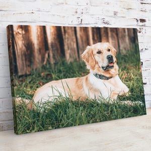 May include: A canvas print featuring a Golden Retriever dog lying in green grass. The dog has light brown fur and is wearing a black collar. A wooden fence is in the background.