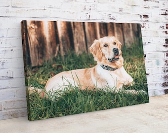 May include: A canvas print featuring a Golden Retriever dog lying in green grass. The dog has light brown fur and is wearing a black collar. A wooden fence is in the background.