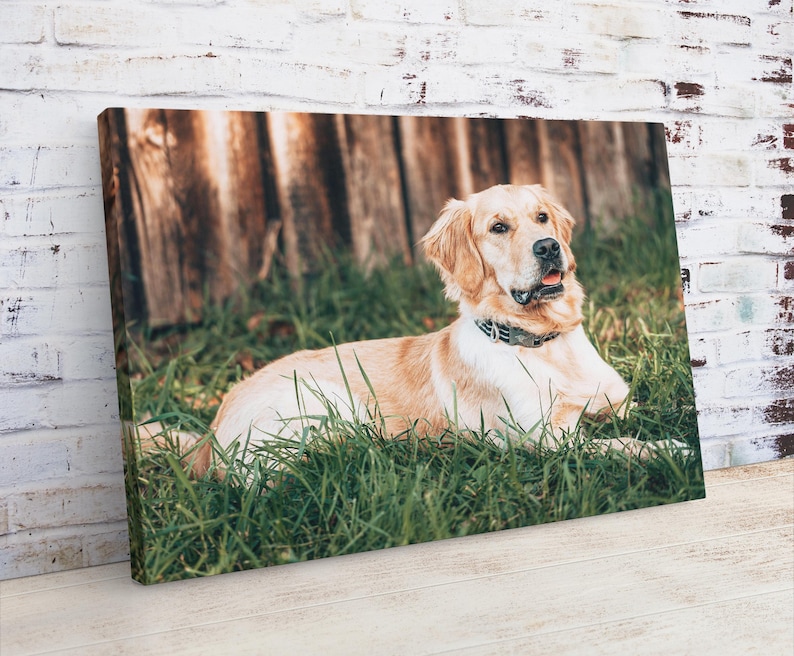 May include: A canvas print featuring a Golden Retriever dog lying in green grass. The dog has light brown fur and is wearing a black collar. A wooden fence is in the background.