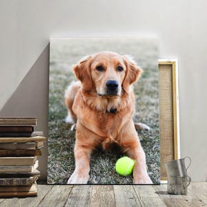 May include: A canvas print featuring a Golden Retriever dog lying on grass with a tennis ball. The dog has golden fur and is looking directly at the viewer. The print is displayed on a wooden surface.
