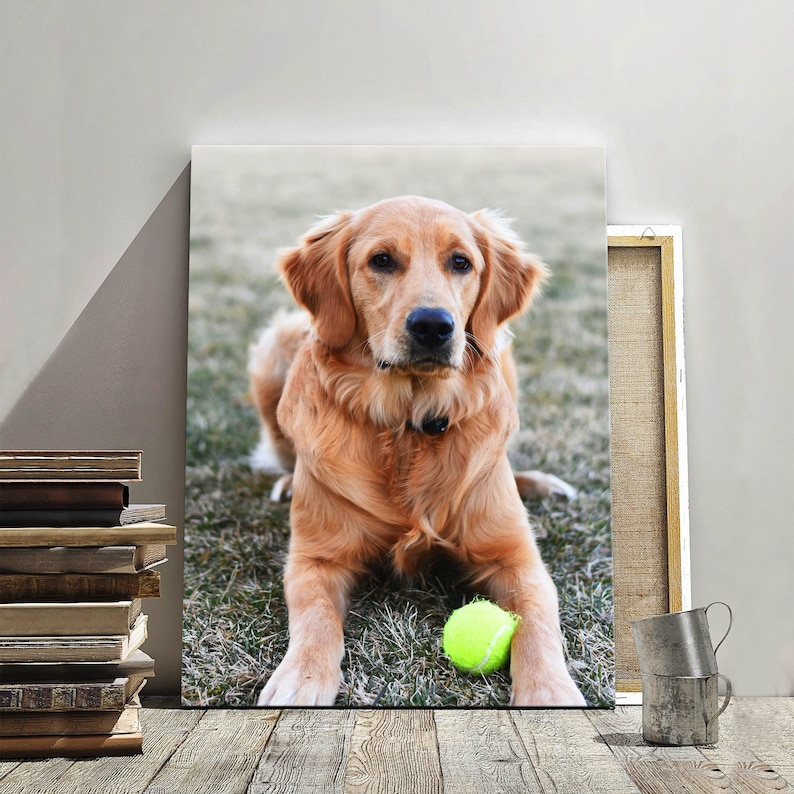 May include: A canvas print featuring a Golden Retriever dog lying on grass with a tennis ball. The dog has golden fur and is looking directly at the viewer. The print is displayed on a wooden surface.