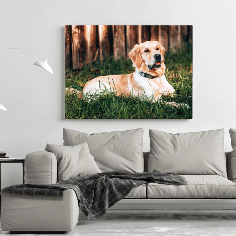 May include: A canvas print featuring a Golden Retriever dog lying in green grass. The dog has light brown fur and is wearing a black collar. A wooden fence is in the background.