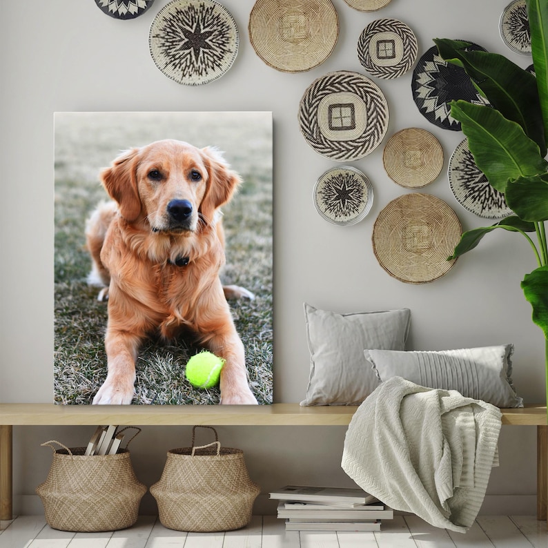 May include: A Golden Retriever dog is lying on the grass with a tennis ball. The dog has a light brown coat and is looking at the camera. The background includes decorative wall hangings and a bench with pillows and a blanket.