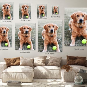 May include: Golden Retriever dog portrait on canvas prints in various sizes. The dog is lying down on grass with a tennis ball. The prints range from 8x10 inches to 30x40 inches. The dog has a light brown coat and is looking at the camera.